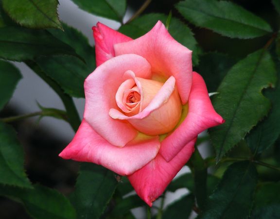 Focal Point photo fp2013_07060059_zpsa02340af.jpg